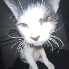 Next Week (feat. Heygwuapo) Quintin