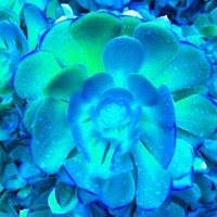 Dasani - Single - Mora Grey