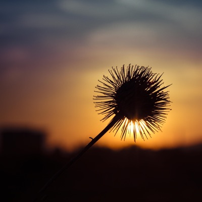 Dandelion - Single