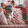 Do You Believe In Santa Claus?