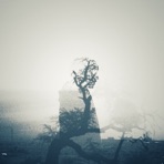 Yew