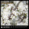 Spring Awakening - Single