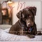 Chill My Pooch - Dog Music Zone, Dog Music Therapy & Dog Music Waves lyrics