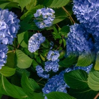 The Only Way Out Is Through - Single - Bedrooms, Bluedoom & Santana Cid