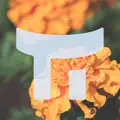 Marigold