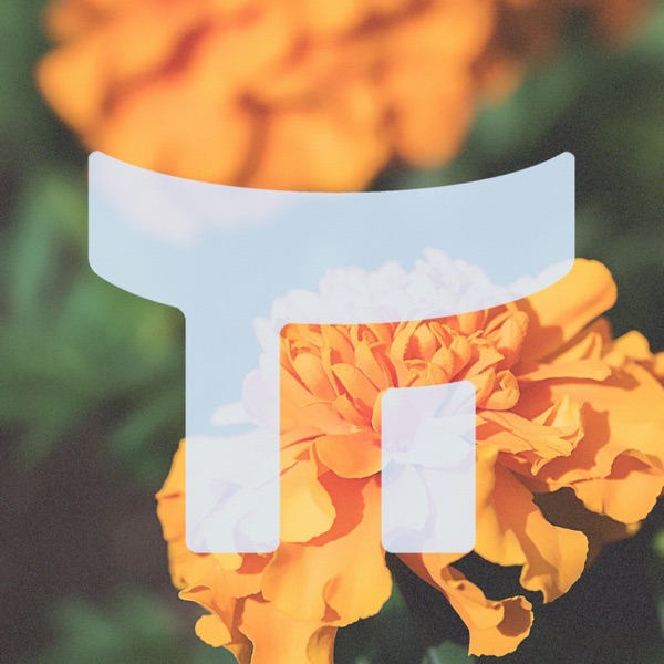 Marigold