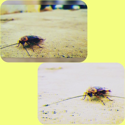 Grievance of a Roachie - Single