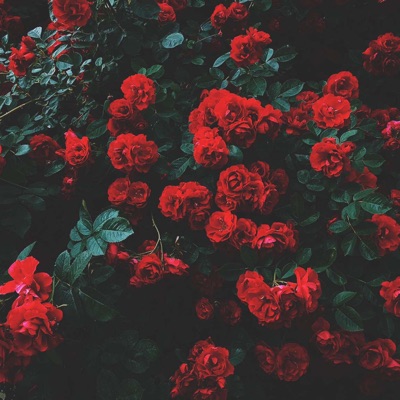 Roses - Single