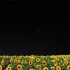 cruyff in the bedroom - Sunflowers Bloom in Dark