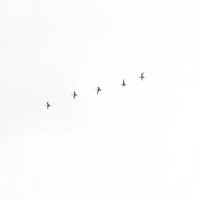 Liquor (Instrumental) - Single - !Neco