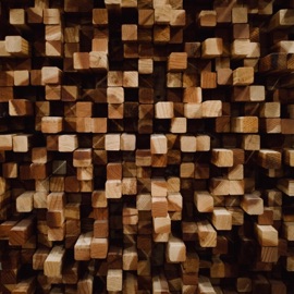 Yellow Orchid Bird Watcher