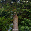 Nesting - isaintjames new Single