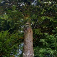 Nesting - isaintjames