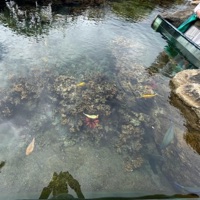 Carnosyn - Single - carbine