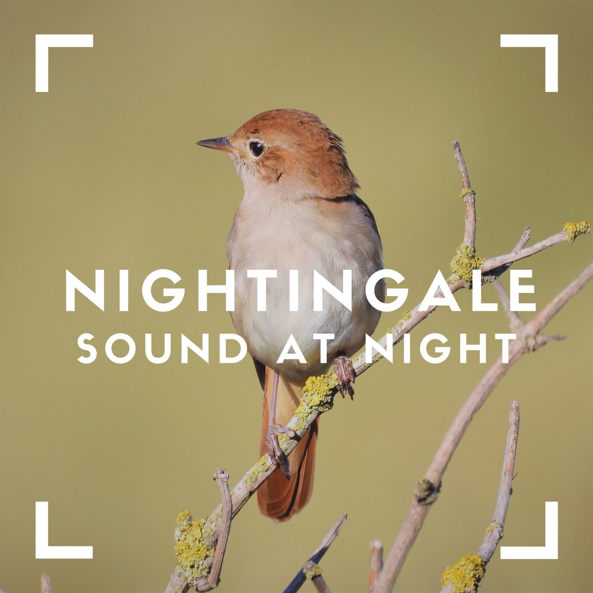 BEST NIGHTINGALE SONG - 3 Hours REALTIME Nightingale Singing, NO