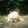 Mommydog