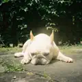Mommydog