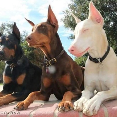 History (Instrumental) - Single