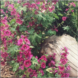 Night Shade Styn, Fona & Mishamon