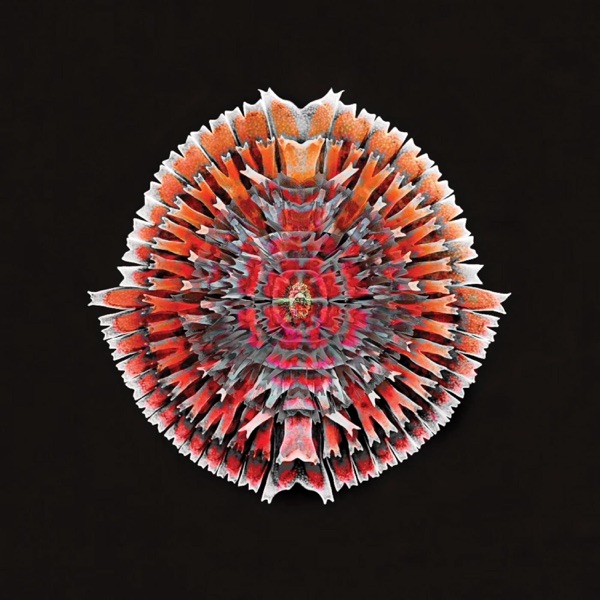 Synapses 1 - Single
