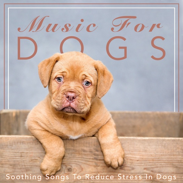 Music for Dogs: Soothing Songs to Reduce Stress in Dogs