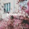 Bloomin' - Nymano & Pandrezz lyrics