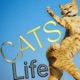 Cats Life Single