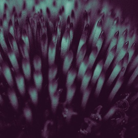 Freestyle #1 Catom & Dodge