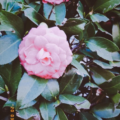 Bubble Burst(ok) - Single