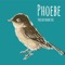 Phoebe - Theearthonfire lyrics