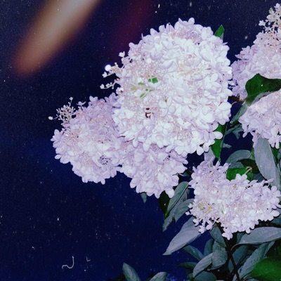 Fell in Love - Single