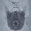 Moth