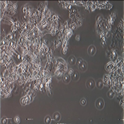 Wasteland - Single