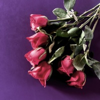 Dead Roses - Single - Krameri