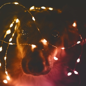 Honey - Single