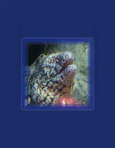 Ακούστε περιεχόμενο από Khan Brown, παρακολουθήστε μουσικά βίντεο, διαβάστε το βιογραφικό, δείτε ημερομηνίες περιοδείας, και πολλά ακόμη!