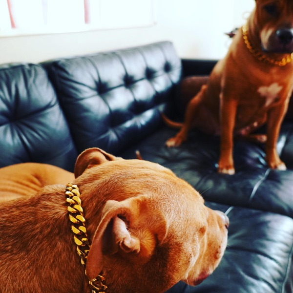 Me and My Pitbull - Single - Primeminibeats