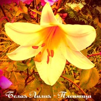 Пленница - Single - БЕЛАЯ ЛИЛИЯ