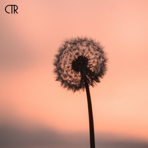 Dandelions - Sped Up - Single