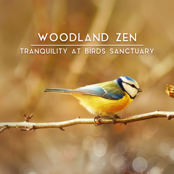 Woodland Zen - Tranquility at Birds Sanctuary