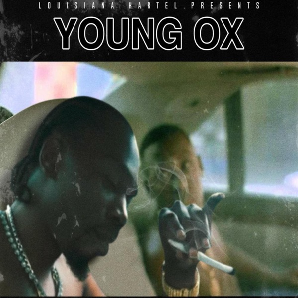 Young Ox