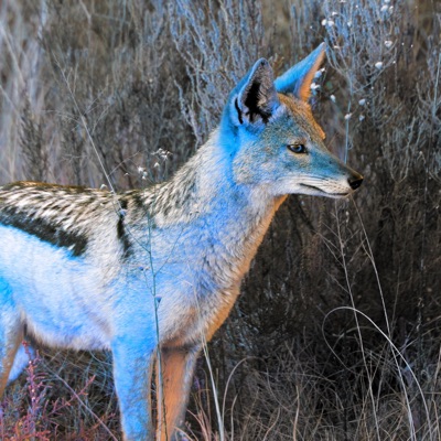 Welcome to the Greenhouse Tavern (Original Podcast Soundtrack)