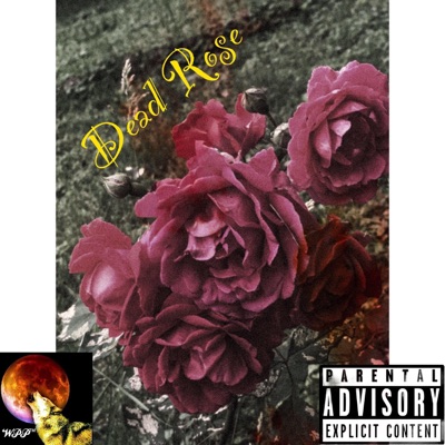 Dead Rose - Single