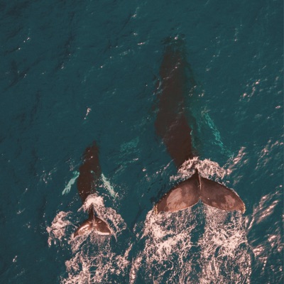 If Nothing Else - Single