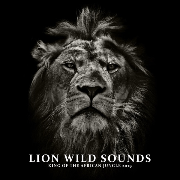 Lion Wild Sounds: King of the African Jungle 2019 - Relaxation Music for Children & Amazing Fantasy Songs
