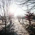 Shimmer of You