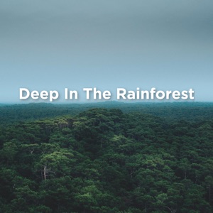 Deep in the Rainforest