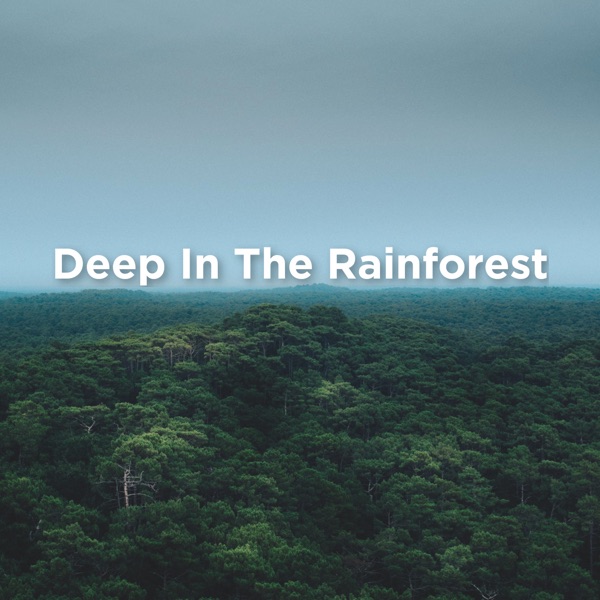Deep in the Rainforest