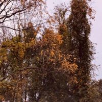 Coulda Told Ya - Single - Lil Webb