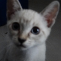 El Rocío de las Flores - Single - Rasta BV